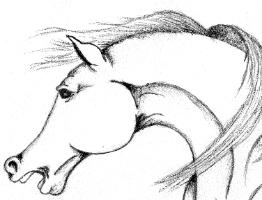horse 